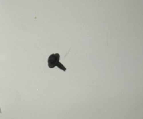 SCREW M6 X 20MM, PAN HEAD, LOCK TO TAILGATE RYG500650